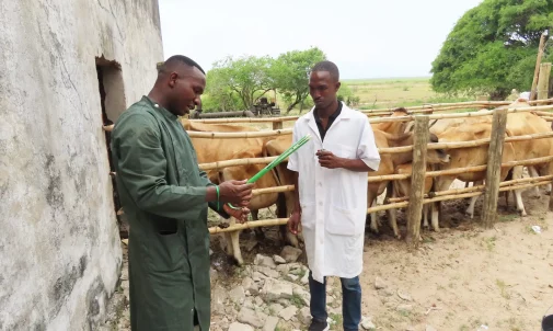 Artificial insemination_jersey cow IIAM Mozambique Artificial insemination_jersey cow IIAM Mozambique